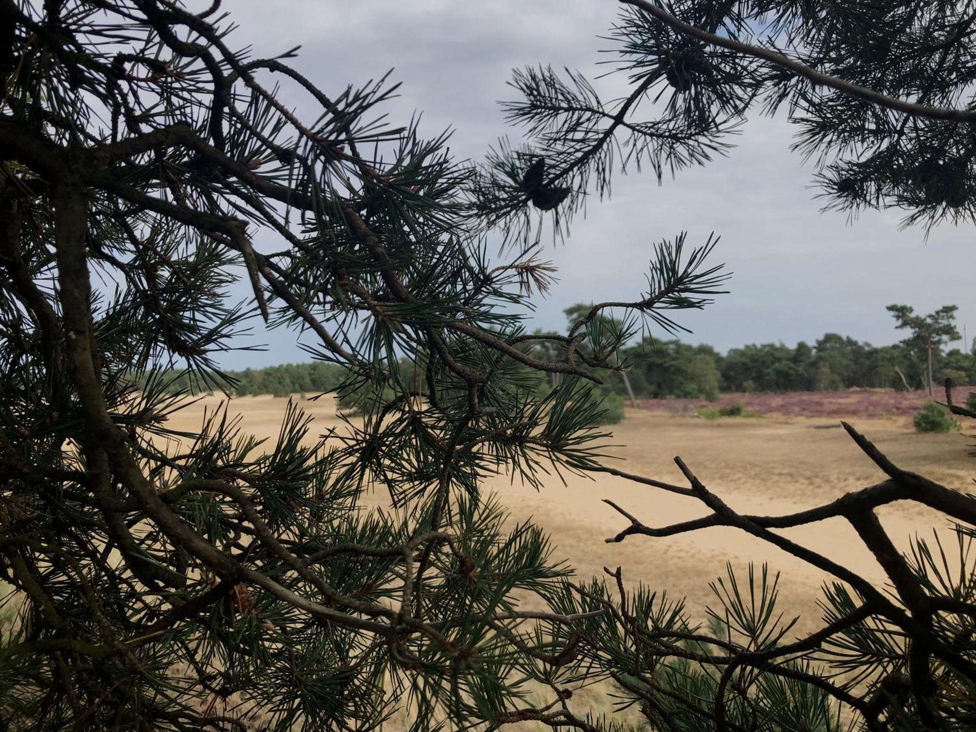 Het Natuurhuisje Op De Veluwe Nunspeet Kültér fotó