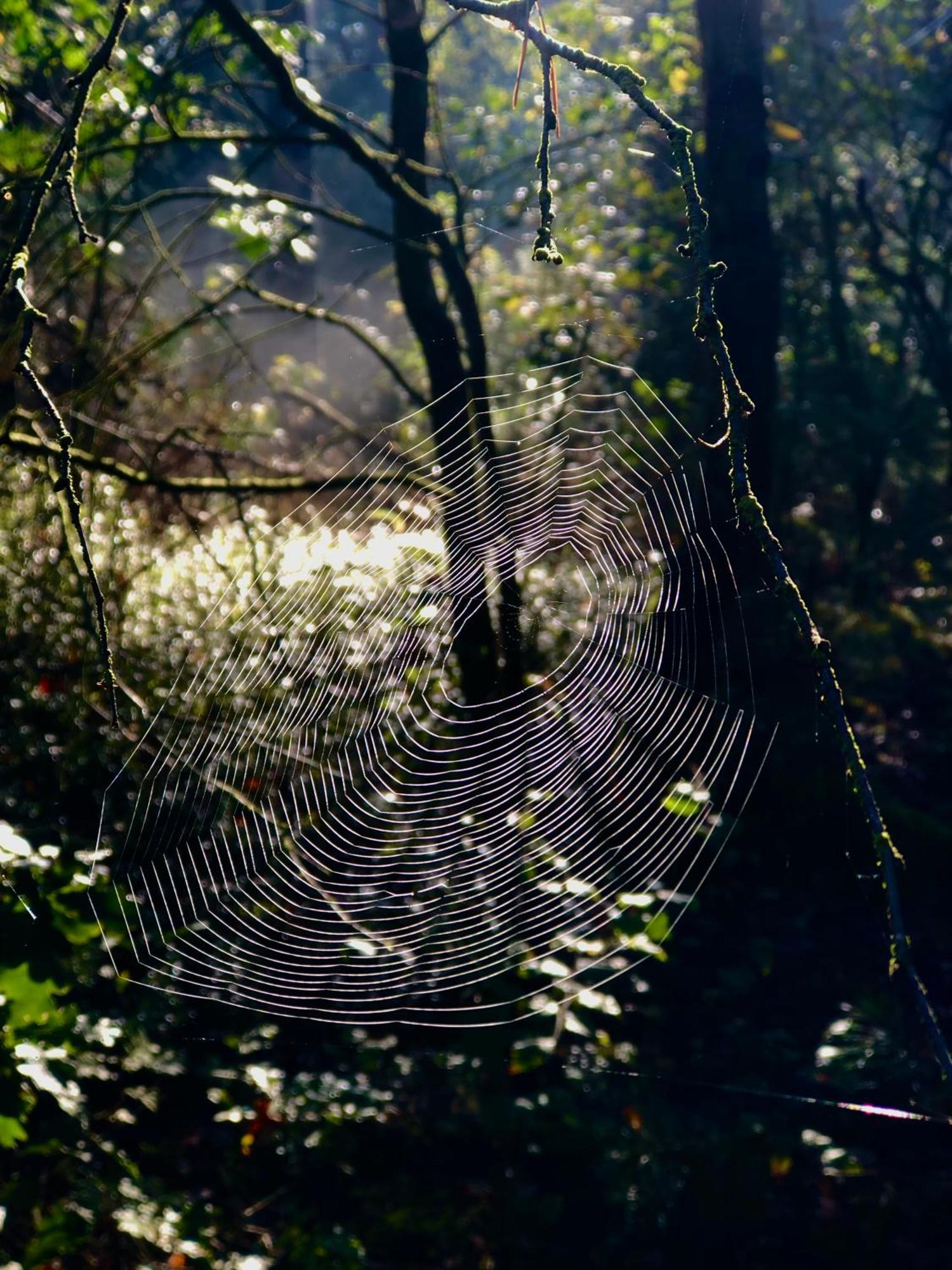 Het Natuurhuisje Op De Veluwe Nunspeet Kültér fotó